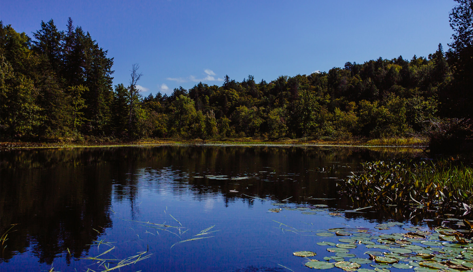 Pickerel Lake Loop Bike Cottage Country
